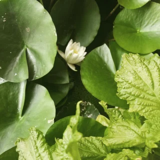 Our water Lily pot has its first bloom ! A little reminder that flower arrives in there own time - the quiet magic of stillness and waiting !  I will be away from 19th to 27th of August, so last couple of days before my holiday, text me if you wish to book ! #brighton #brightonandhove #stillness #magic
