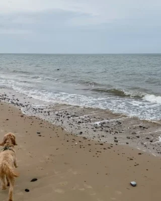 Norfolk girls’ weekend - surprise visit by Seals !